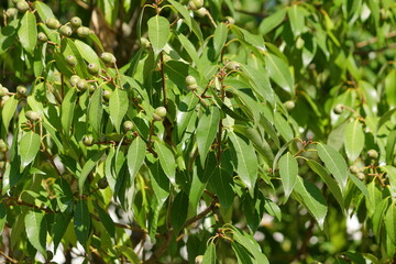 木にできた、たくさんのドングリ