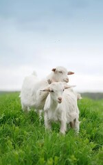 Obraz premium sheep and lambs