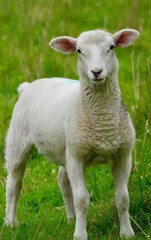 Obraz premium sheep and lamb