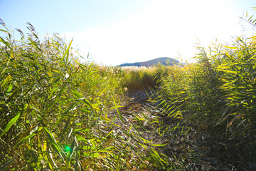 秋の強い日差しの中で、背の高い草に囲まれた小道