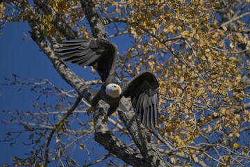 eagle in the tree, bald eagle in flight, Nature, wildlife, Canada, Alberta, 
Just flying, wild, fly