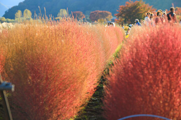 秋の公園：赤く色づいたコキアの並木と賑わう観光客