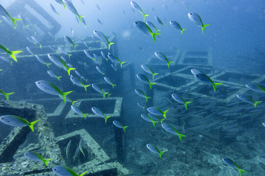 タイ、タオ島の沈船 HTMS Sattakut と魚、水中世界の風景