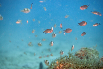 タイ・タオ島の海中でイソギンチャクと共生するトウアカクマノミの成魚と幼魚 © An artisan