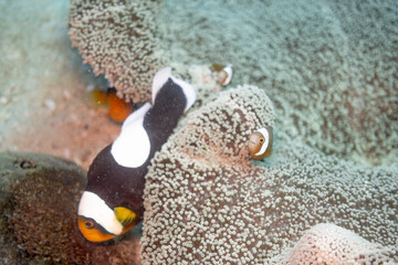 タイ・タオ島の海中でイソギンチャクと共生するトウアカクマノミの成魚と幼魚 © An artisan