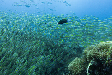 School of Oxeye scad on Koh Tao, Thailand
