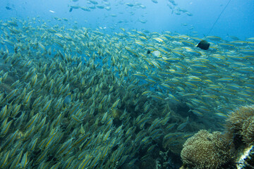 School of Oxeye scad on Koh Tao, Thailand
