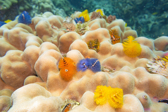 タイ・タオ島のサンゴ礁に咲くカラフルなイバラカンザシ（クリスマスツリーワーム）の群生