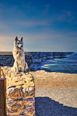 Nullarbor South Australia a white dog on a brick wall overlooking the Nullarbor Ocean
