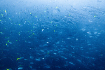 School of bigeye trevally on Koh Tao, Thailand