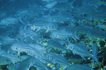 School of bigeye trevally on Koh Tao, Thailand