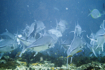 School of bigeye trevally on Koh Tao, Thailand