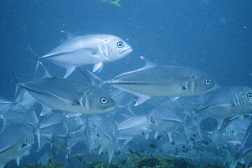 Obraz premium School of bigeye trevally on Koh Tao, Thailand
