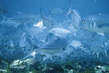 School of bigeye trevally on Koh Tao, Thailand