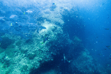 School of bigeye trevally on Koh Tao, Thailand