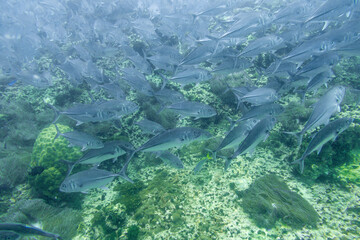 School of bigeye trevally on Koh Tao, Thailand