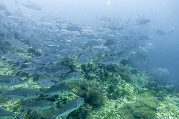 School of bigeye trevally on Koh Tao, Thailand