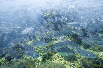 School of bigeye trevally on Koh Tao, Thailand