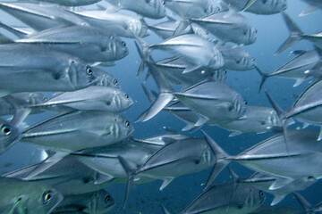 School of bigeye trevally on Koh Tao, Thailand