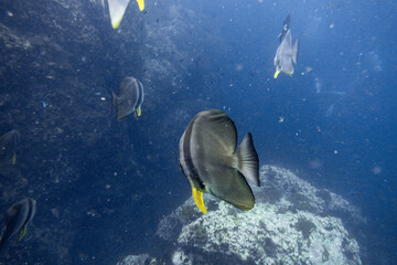 Platax teira(batfish) encountered while diving in Koh Tao, Thailand.

