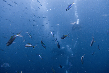 School of bigeye trevally on Koh Tao, Thailand