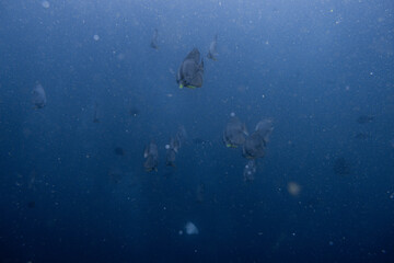 Platax teira(batfish) encountered while diving in Koh Tao, Thailand.
