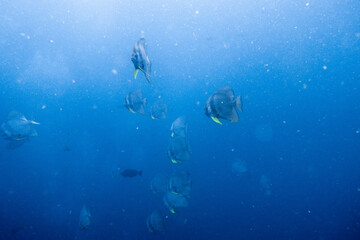 Platax teira(batfish) encountered while diving in Koh Tao, Thailand.
