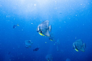 Platax teira(batfish) encountered while diving in Koh Tao, Thailand.
