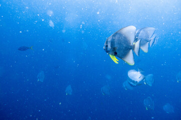 Platax teira(batfish) encountered while diving in Koh Tao, Thailand.
