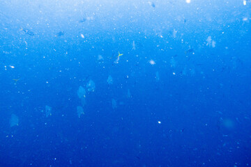 Platax teira(batfish) encountered while diving in Koh Tao, Thailand.
