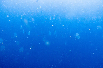 Platax teira(batfish) encountered while diving in Koh Tao, Thailand.
