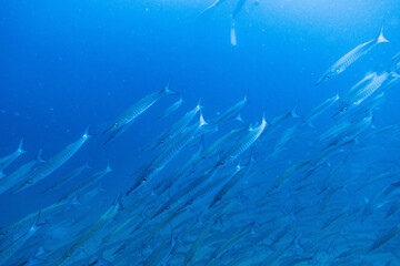 Obraz premium I interacted with lots of barracuda on Koh Tao.