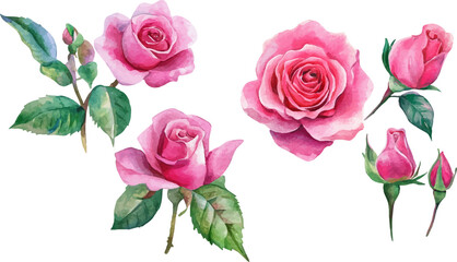 Hand-painted watercolor pink rose flowers