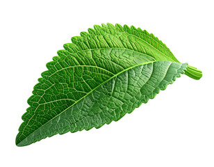 Fototapeta premium Detailed Isolated Stevia Leaf, Culinary and Herbal Element