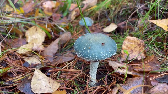 Unusual blue mushroom growing in the forest close up mysterious natural wonder symbol of microdosing and hidden power of nature cinematic calm atmosphere of woodland discovery