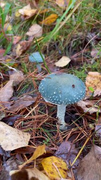 Vertical screen Blue psychedelic mushrooms grow in forest mysterious colorful fungi caution toxic microdosing dangerous hallucinogenic wild nature unusual environment close up study