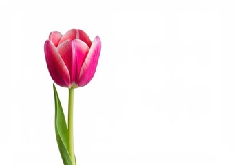 Fototapeta premium A single pink tulip bloom stands upright, beautifully isolated on a pure white background, symbolizing springtime, freshness, and delicate romance ,blossom ,elegant ,gardening