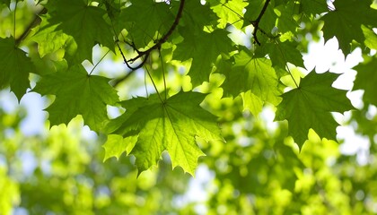 Fresh green maple leaves in sunlight
