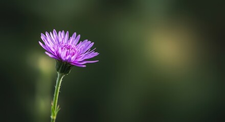 Obraz premium A vibrant purple bloom stands alone on a delicate green stem, showcasing intricate petals and natural elegance in soft sunlight ,botany ,serene ,flower