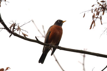 robin perched on a branch