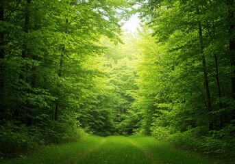 Lush vibrant green forest edge scenery displaying dense summer foliage and bright sunlight, ideal background image for nature promotion ,fresh ,peaceful ,wilderness