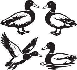 PrintFour black and white illustrations of mallard ducks in various poses