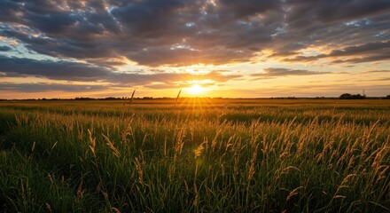Golden sunlight bathes a tranquil midwestern agricultural pasture field, highlighting tall grasses under a colorful evening sky ,colorful ,agriculture ,nobody