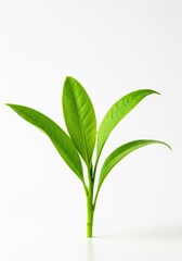 Fototapeta premium Bright green, vibrant leafy plant life isolated on a pure white studio background, symbolizing health, ecology, and natural growth ,health ,spring ,white background