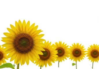 Fototapeta premium Vibrant golden sunflowers presented simply against a clean, pure white background, emphasizing brightness, nature, and summer beauty ,plain ,summer ,vivid