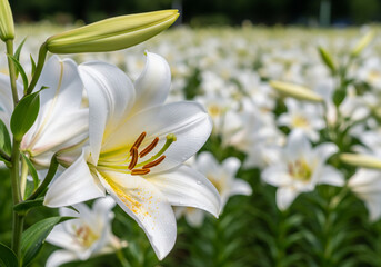 Obraz premium Stunning white lilies blooming vibrantly, adding elegance to garden designs and spring celebration decor projects now