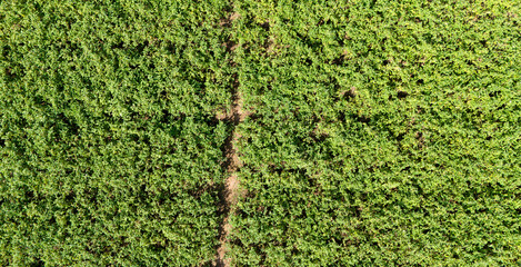 A stunning top down aerial view of a vast and dense field of lush green crops creating a beautiful...