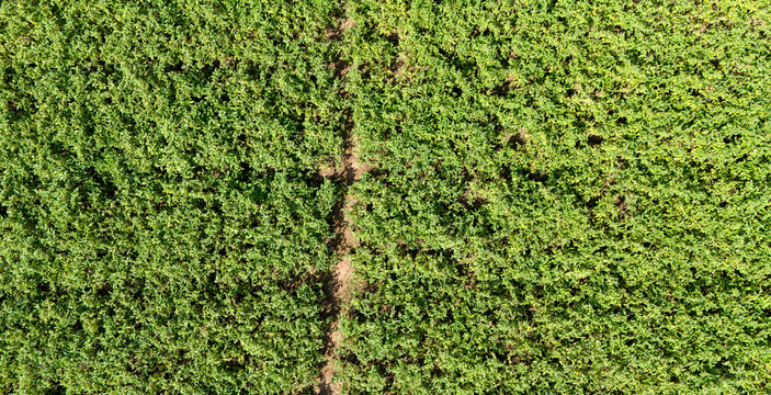 A stunning top down aerial view of a vast and dense field of lush green crops creating a beautiful natural background