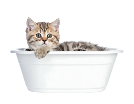 Tabby kitten rests contentedly in a white plastic tub against a black background. Adorable pose