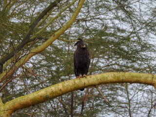 Long Crested Eagle sitting on a branch in Africa